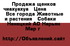 Продажа щенков чиахуахуа › Цена ­ 12 000 - Все города Животные и растения » Собаки   . Ненецкий АО,Нарьян-Мар г.
